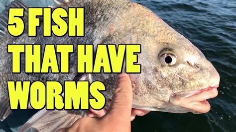 Which fish has the most worms?