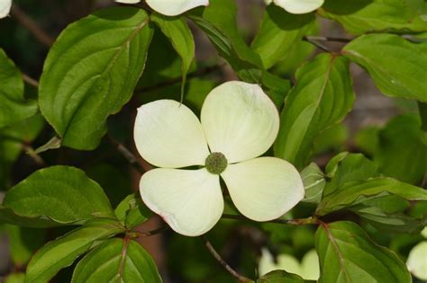 Which flower has 4 petals?