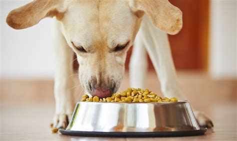 Which food is best for Labradors?