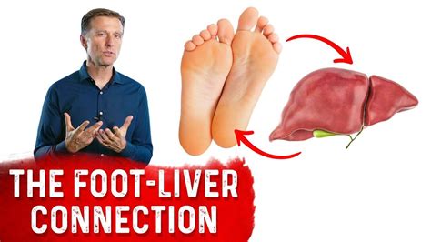 Which foot is connected to the liver?