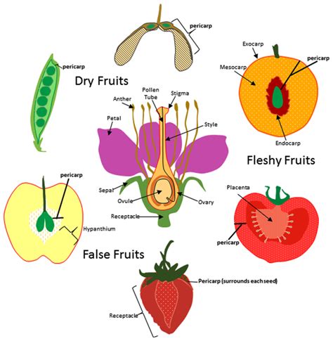 Which fruit can not reproduce?