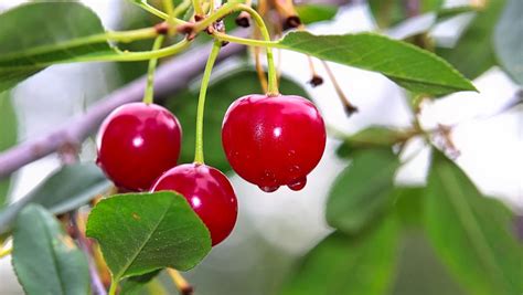 Which fruit is Canada famous for?