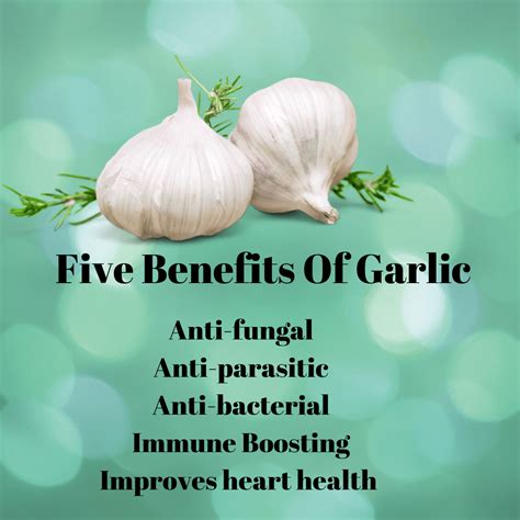 Which garlic has the most allicin?