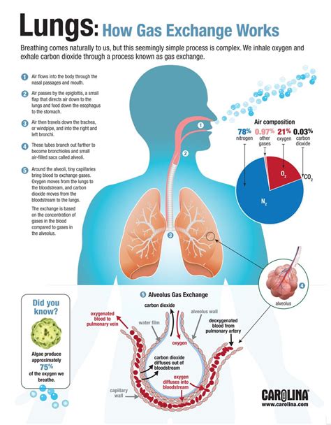 Which gas is harmful for lungs?