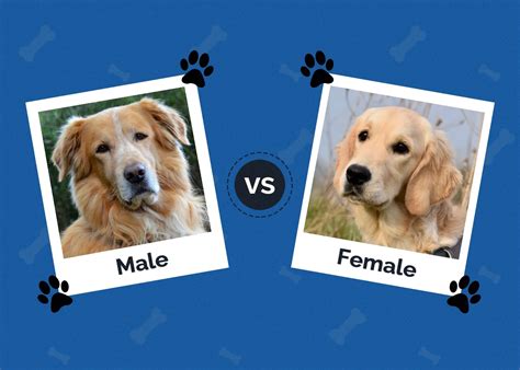Which gender dogs are more loyal?