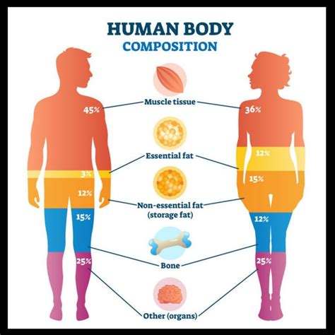 Which gender has more body fat?