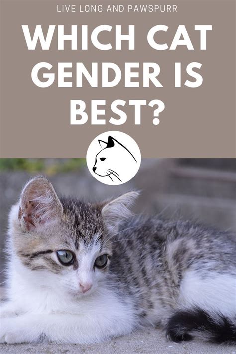 Which gender of cat is nicer?