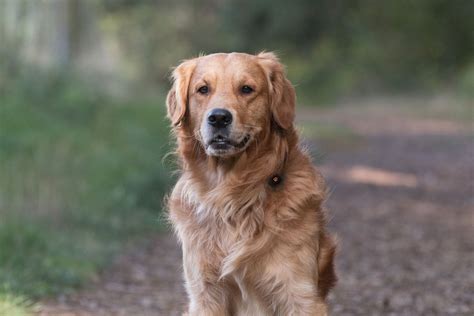 Which gender of dog is more friendly?