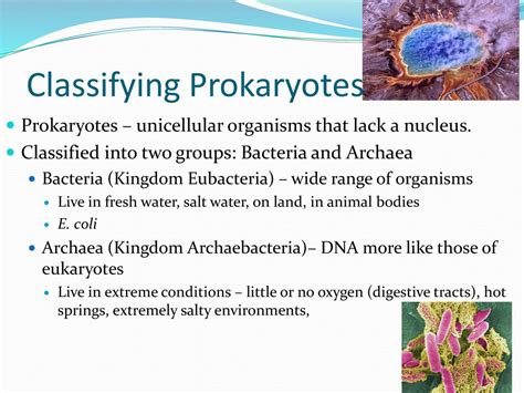 Which group contains prokaryotes able to live in extreme environments like salty ponds?