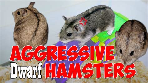 Which hamster gender is more aggressive?