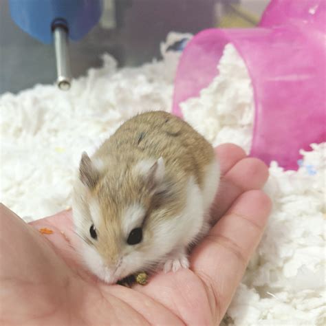 Which hamster is the hardest to tame?