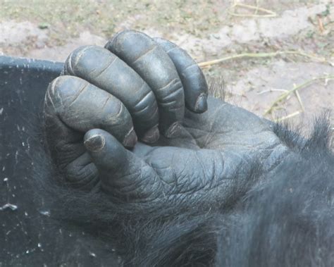 Which hand do gorillas mostly use?