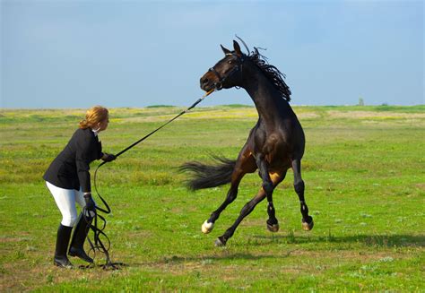 Which horse is hardest to ride?