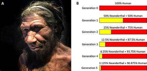 Which human race has the most Neanderthal DNA?
