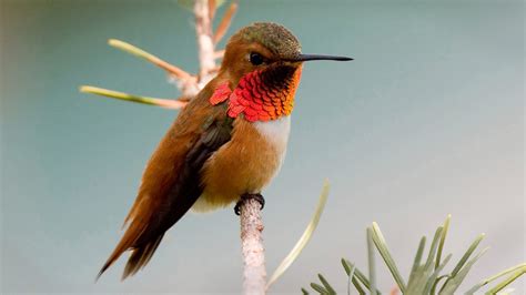 Which hummingbird is the most aggressive?