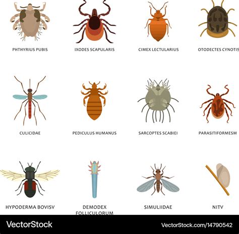 Which insect is considered a parasite?