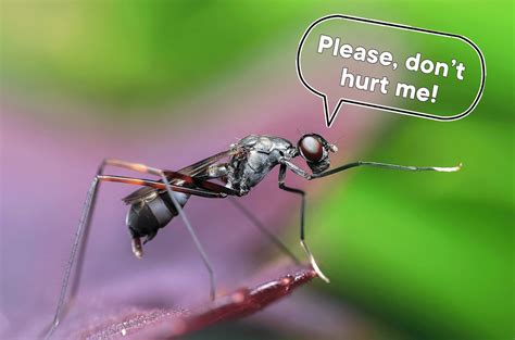 Which insects feel pain?