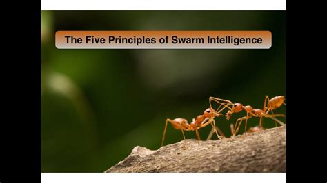 Which is a key principle of swarming?