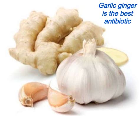 Which is better antibiotic garlic or ginger?