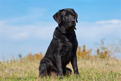 Which is better white or black Labrador?