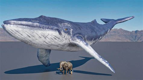 Which is bigger whales or elephants?