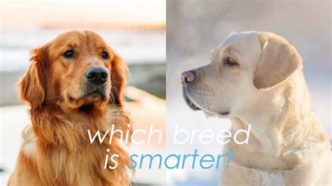 Which is smarter Labrador or Golden Retriever?