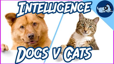 Which is smartest cat or dog?