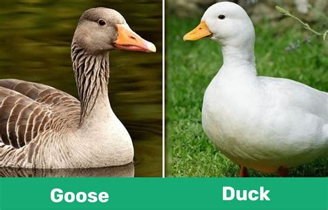 Which is tastier duck or goose?