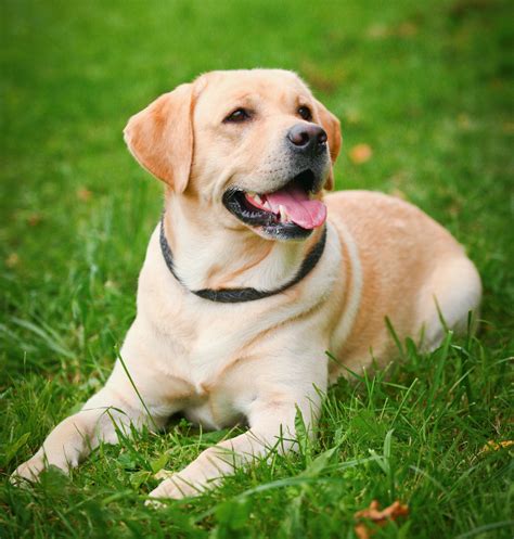 Which is the best quality of Labrador?