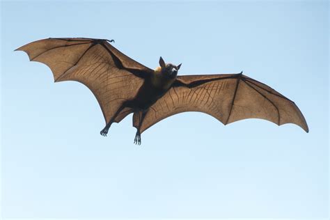Which is the only flying mammal?