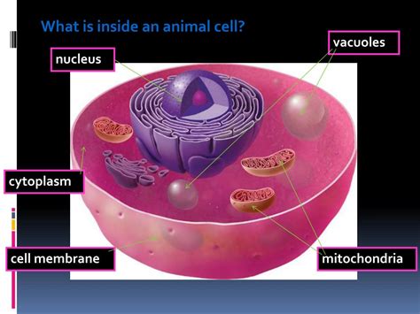 Which is the smallest cell in animal?