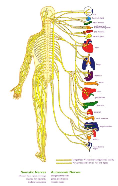 Which is the smallest nerve in human body?