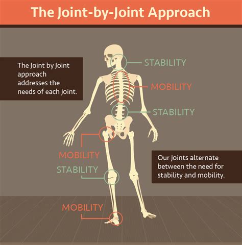 Which joint has the most mobility?