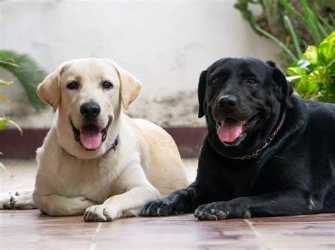 Which lab is the most hyper?