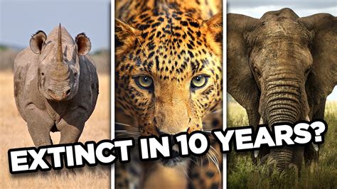 Which mammal might will be extinct by 2025?