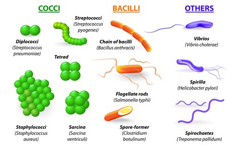 Which meat has the most bacteria?