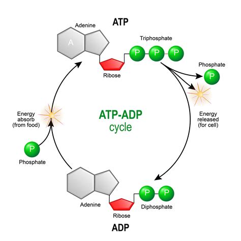 Which molecule has a high potential energy ADP or ATP?