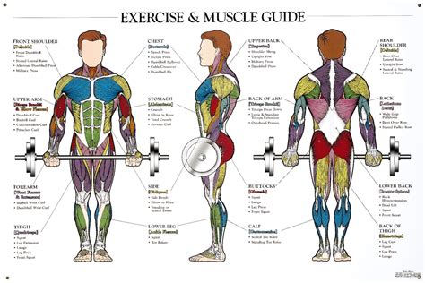 Which muscle group is attractive?