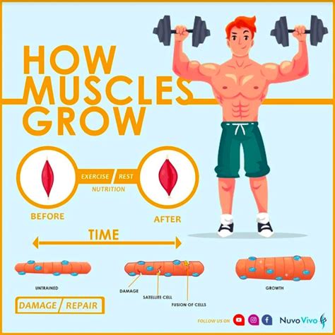 Which muscle is harder to grow?