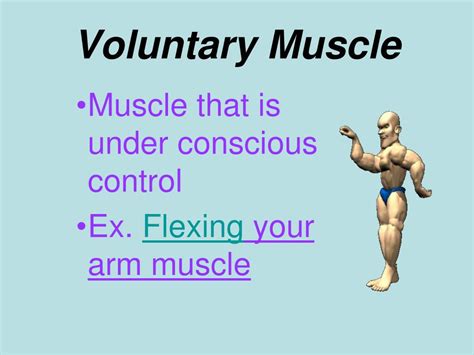 Which muscles act voluntarily?