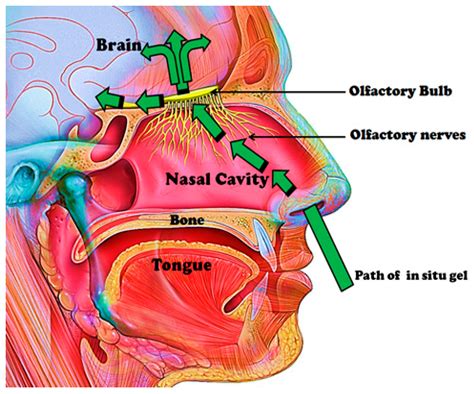 Which nostril is connected to the brain?