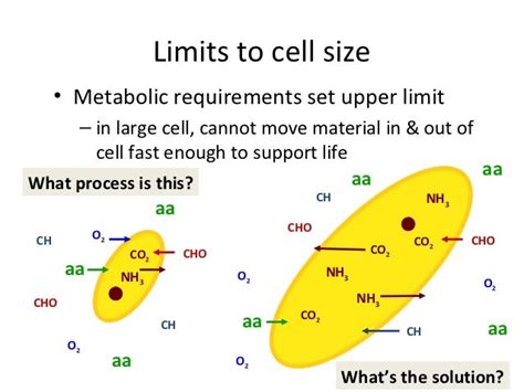 Which of the following is likely to limit the maximum size of a cell?