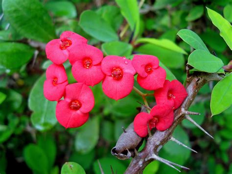 Which of these flowers has thorns?