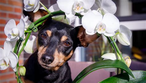 Which orchids are safe for dogs?