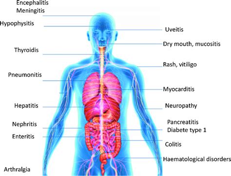 Which organ is affected by fasting?