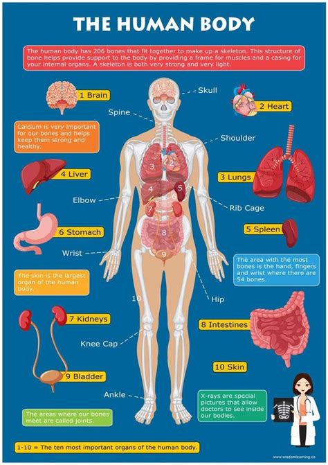 Which organ is more powerful?