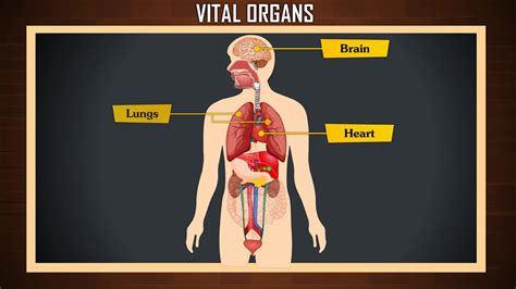 Which organ is the most powerful organ?