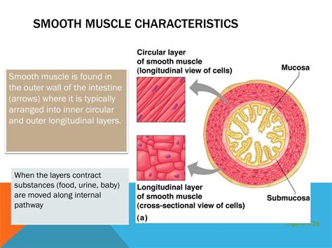 Which organ lacks smooth muscle?