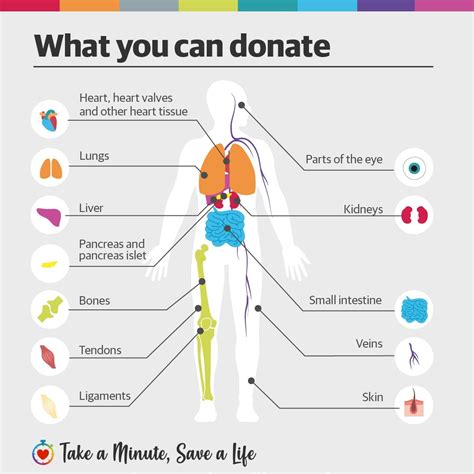 Which organs can you donate while alive?