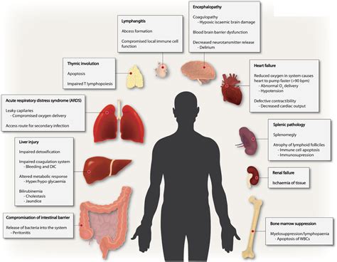 Which organs remain active after death?